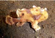 Frogfish