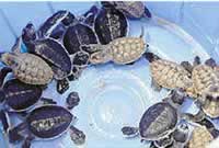 Day old darker green turtles and light coloured hawksbill turtle 