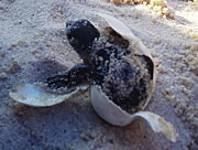 Turtle hatching out into the world